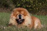 CHOW CHOW 458